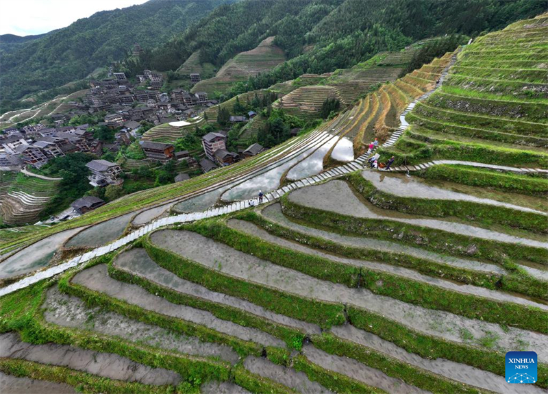 Guangxi : les champs en terrasses de Longji, dans le comté de Longsheng