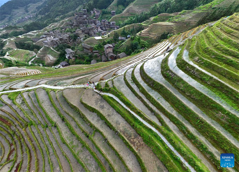 Guangxi : les champs en terrasses de Longji, dans le comté de Longsheng