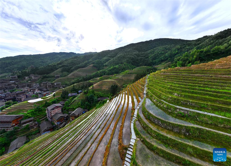 Guangxi : les champs en terrasses de Longji, dans le comté de Longsheng