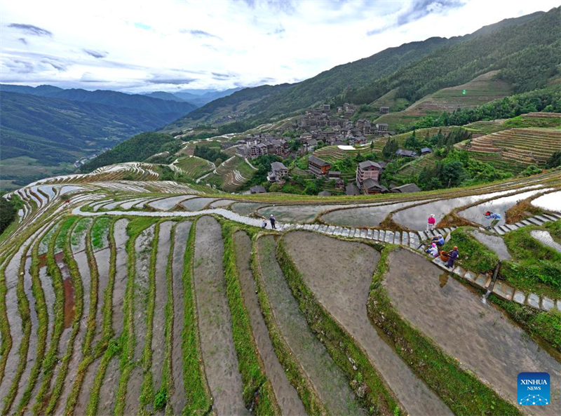 Guangxi : les champs en terrasses de Longji, dans le comté de Longsheng