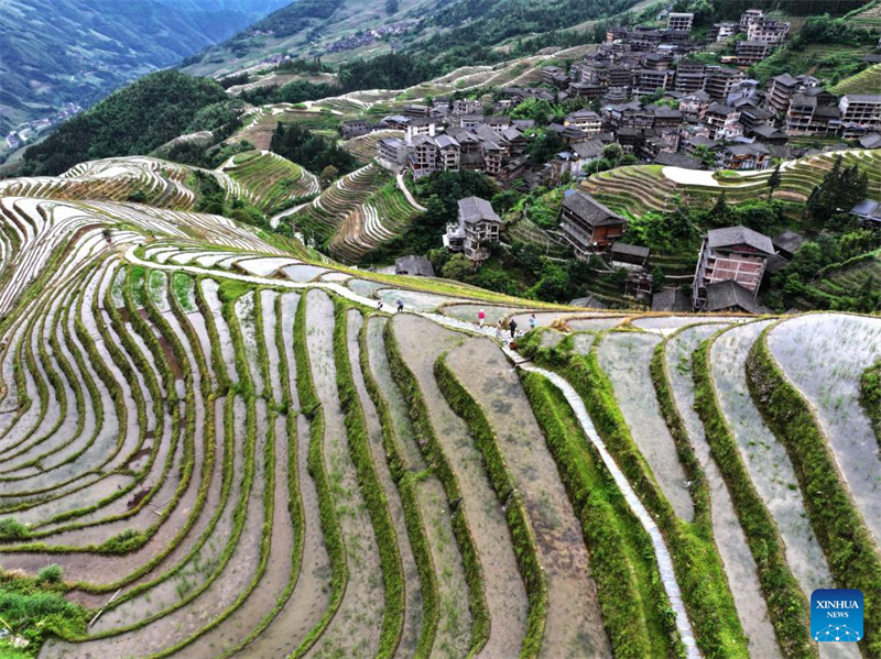 Guangxi : les champs en terrasses de Longji, dans le comté de Longsheng