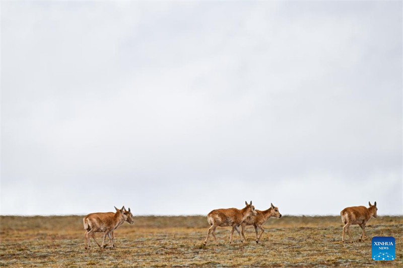 La haute saison arrive pour la migration des antilopes tibétaines vers Hoh Xil