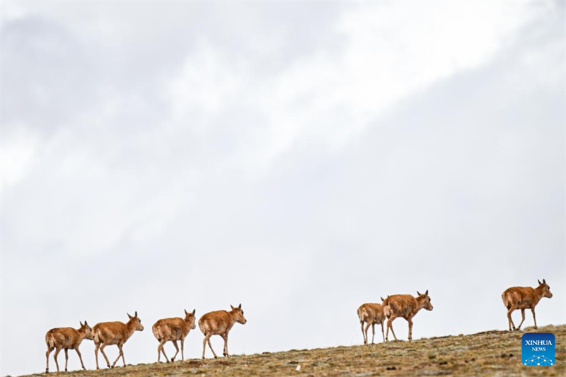 La haute saison arrive pour la migration des antilopes tibétaines vers Hoh Xil