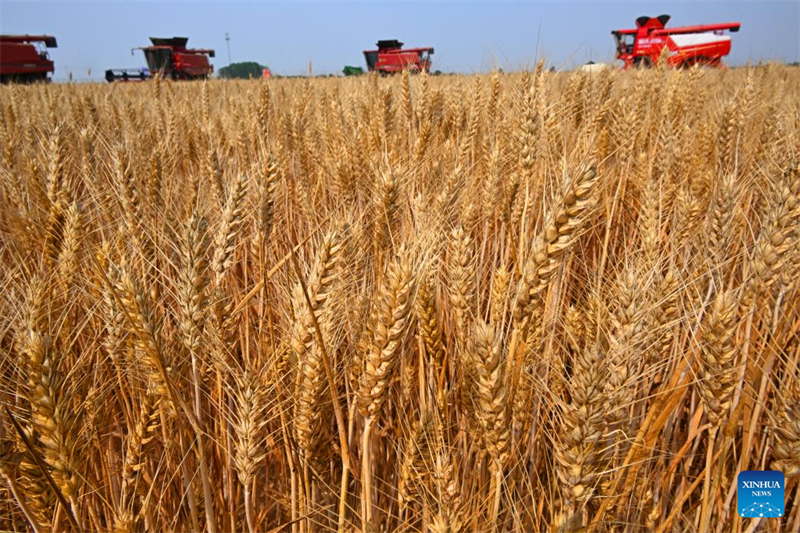 Shandong : la récolte du blé mécanisée à Qingdao