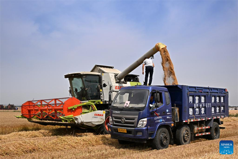 Shandong : la récolte du blé mécanisée à Qingdao