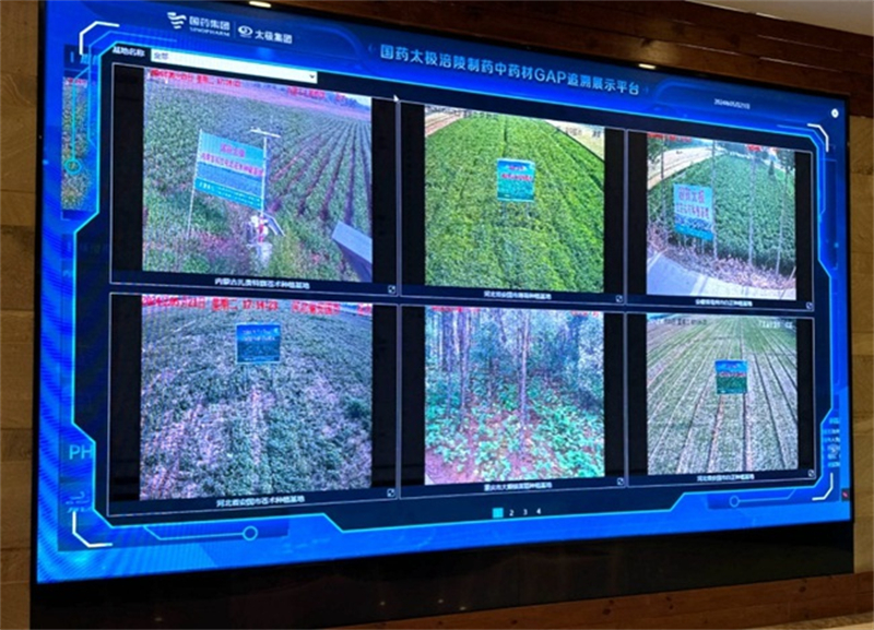 Photo montrant des images en temps réel de bases de plantation d'herbes médicinales traditionnelles chinoises affichées sur une plate-forme de traçabilité de Chongqing Taiji Industry (Group) Co., Ltd. (Taiji Group), une filiale de Sinopharm. (Li Meiyu / Le Quotidien du Peuple en ligne)