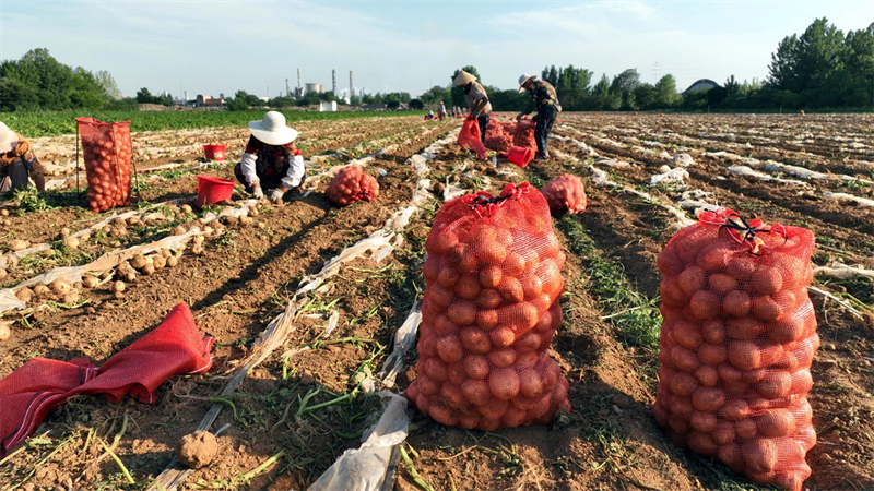 Shandong : les « pommes de terre sur commande » aident les agriculteurs de Tancheng à augmenter leurs revenus