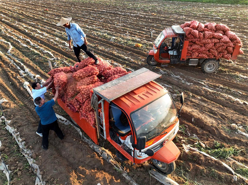 Shandong : les « pommes de terre sur commande » aident les agriculteurs de Tancheng à augmenter leurs revenus