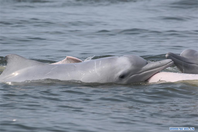 Le lien environnemental entre une scientifique française et les dauphins blancs de Chine