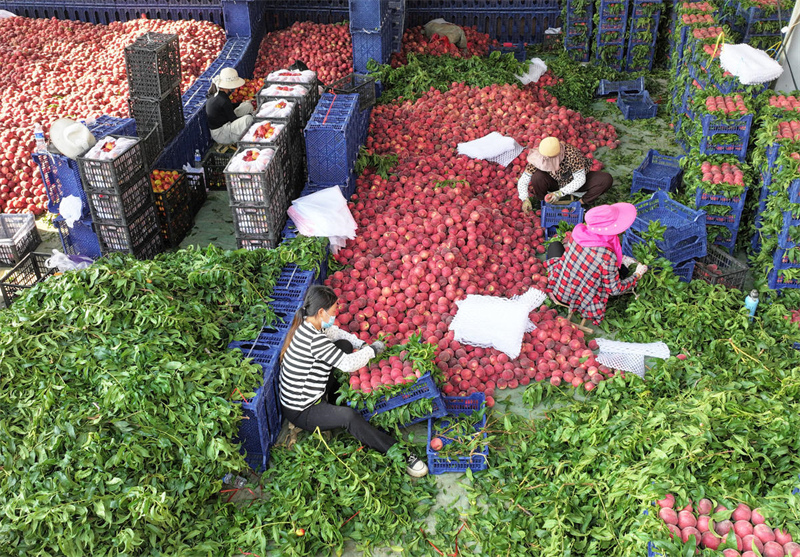 Shandong : le parfum des pêches mûres embaume les vergers de Zaozhuang