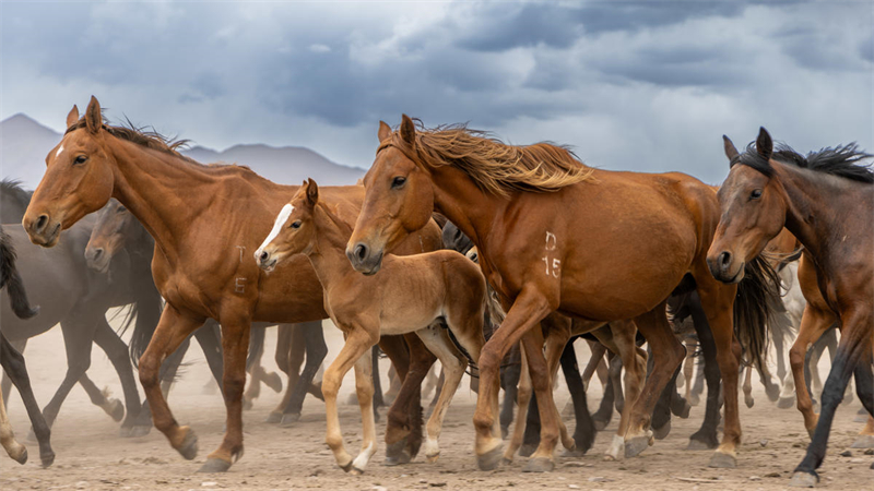 Gansu : des chevaux au galop dans une nature préservée au pied des monts Qilian