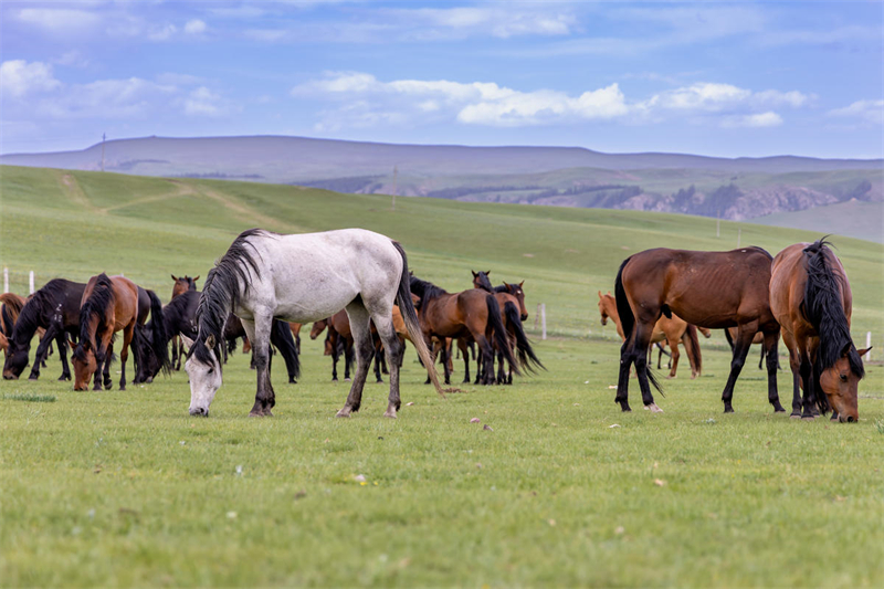 Gansu : des chevaux au galop dans une nature préservée au pied des monts Qilian