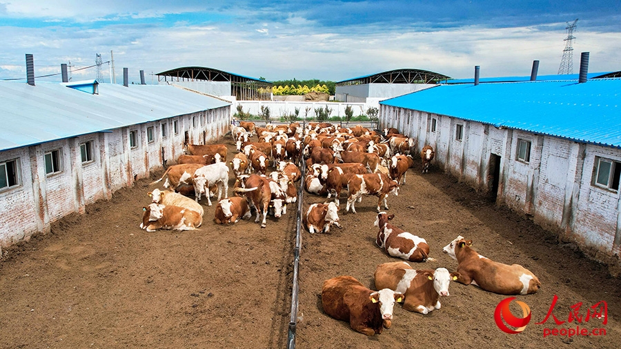 Xinjiang : découvrez la plus grande base d'élevage de bovins de boucherie du nord-ouest de la Chine