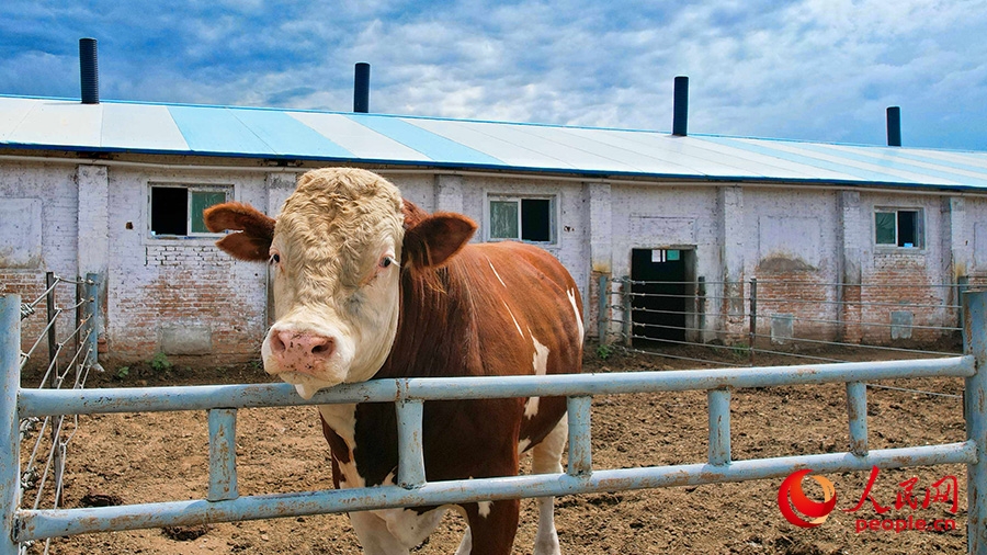 Xinjiang : découvrez la plus grande base d'élevage de bovins de boucherie du nord-ouest de la Chine