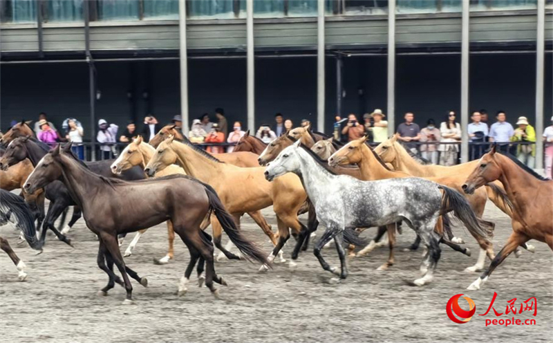 Xinjiang : l'Ancien parc écologique des chevaux sauvages, paradis des chevaux de race