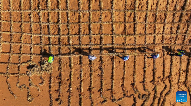 Photo aérienne prise par un drone le 30 mai 2024, montrant des ouvriers installant des damiers de paille dans le désert de Tengger, à Zhongwei, dans la région autonome Hui du Ningxia (nord-ouest de la Chine). (Feng Kaihua / Xinhua)