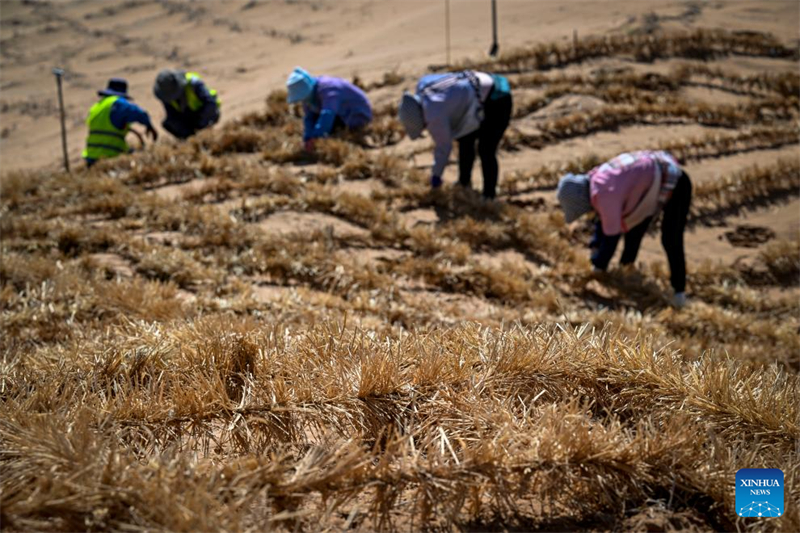 Ningxia : un outil et une technologie innovants contribuent au contrôle du sable à Zhongwei