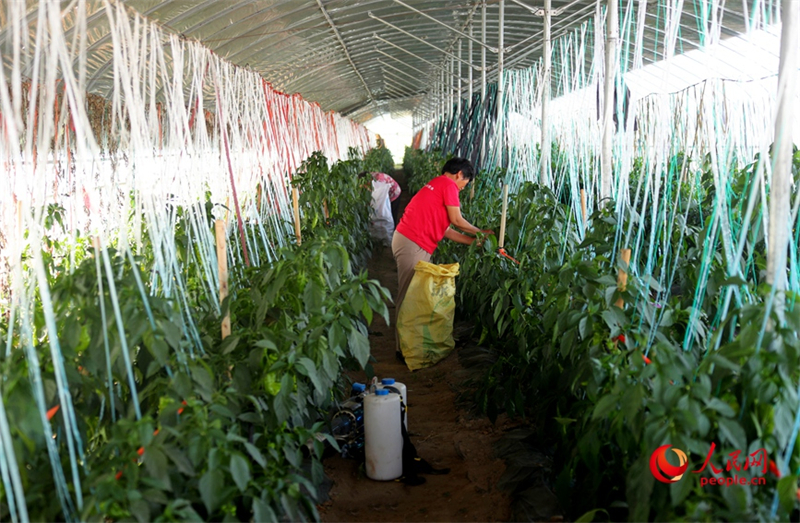 Henan : l'industrie maraîchère ouvre le « parapluie de la richesse » aux masses à Shawo