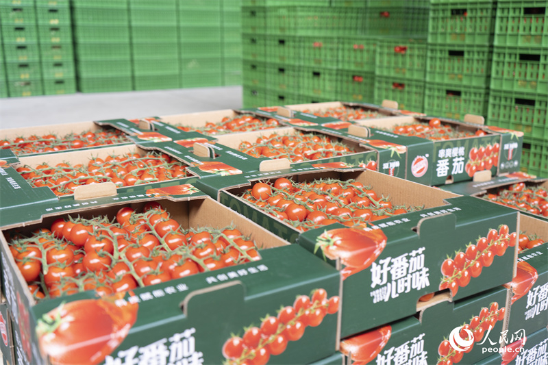 Xinjiang : à Kokdala, la technologie permet de récolter plus de tomates avec moins d'eau