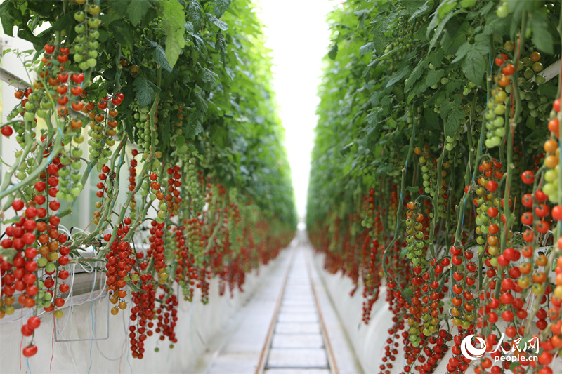 Xinjiang : à Kokdala, la technologie permet de récolter plus de tomates avec moins d'eau