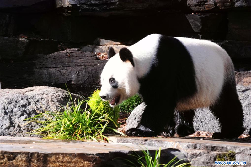 Le panda géant Wang Wang profite du soleil d'hiver au Zoo d'Adélaïde, en Australie, le 1er juin 2024. Le panda géant mâle Wang Wang et le panda géant femelle Fu Ni ont été prêtés par la Chine depuis 2009 et font partie des principales attractions du Zoo d'Adélaïde. (Zhang Jianhua / Xinhua)