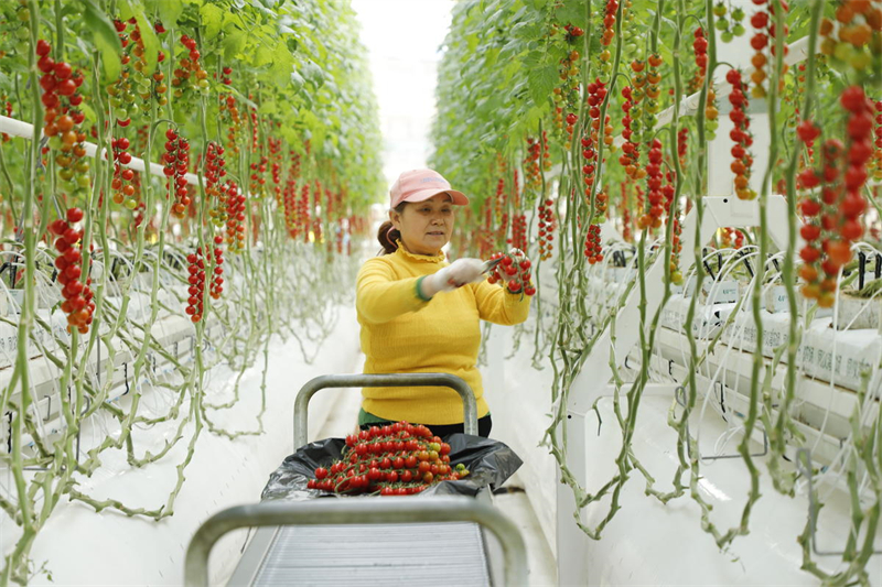 Une ouvrière agricole récolte des tomates cerises dans une serre intelligente de la zone d'agriculture circulaire à l'intérieur du Parc scientifique et technologique agricole Chine-France, dans le district de Gaoping de la ville de Nanchong, dans la province du Sichuan (sud-ouest de la Chine). (Photo / Pic.people.com.cn)