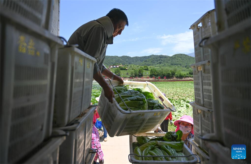 Shaanxi : Baoji soutient le développement vert de l'agriculture