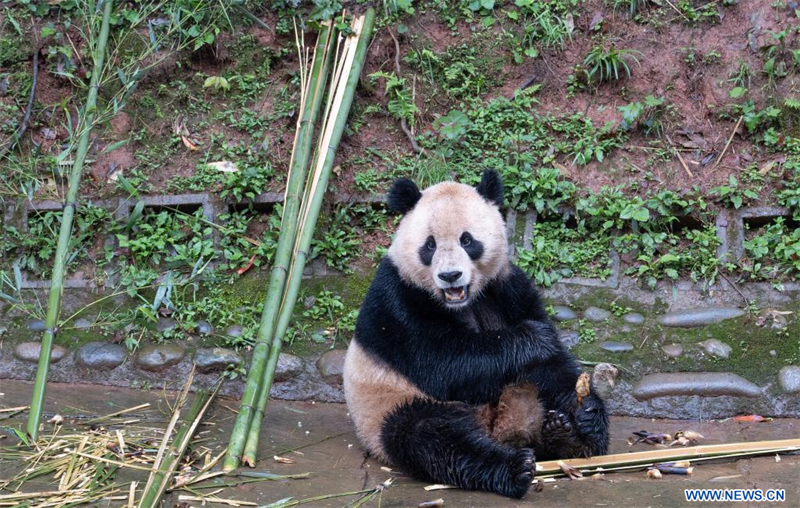 Deux pandas géants quittent leur pays natal pour les Etats-Unis