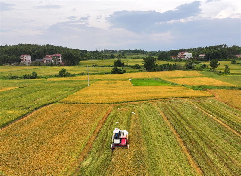 Jiangxi : début de la récolte de riz précoce à Ji'an