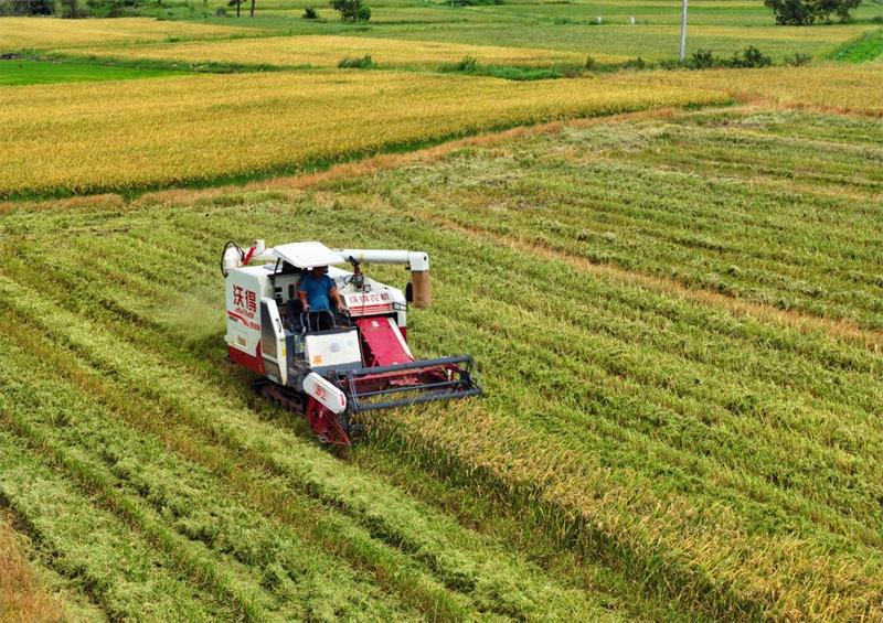 Jiangxi : début de la récolte de riz précoce à Ji'an