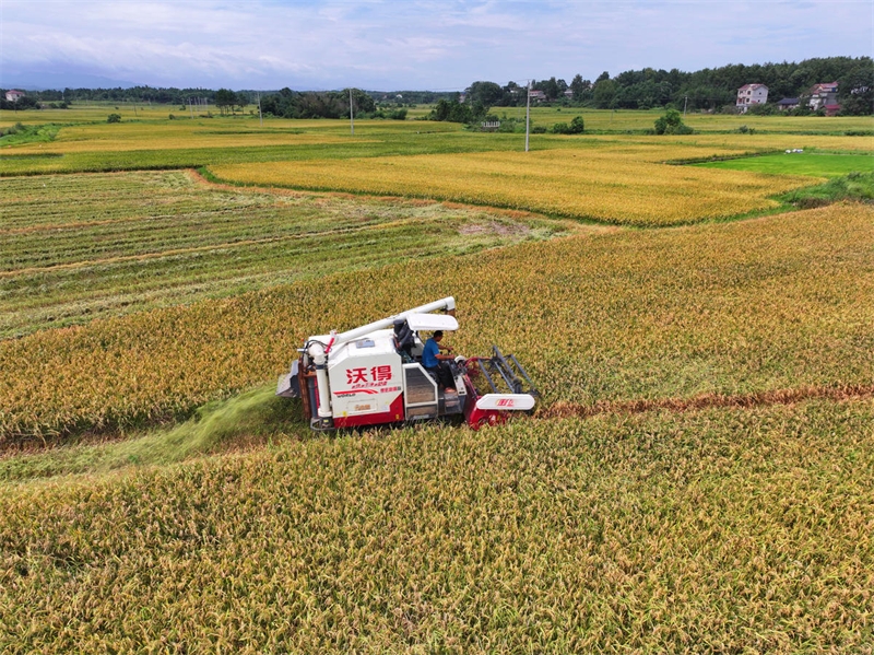 Jiangxi : début de la récolte de riz précoce à Ji'an