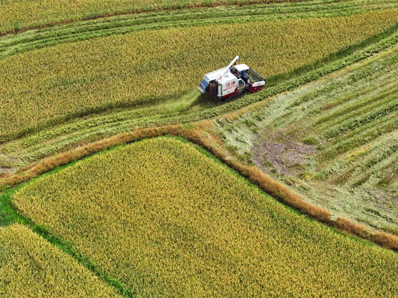 Jiangxi : début de la récolte de riz précoce à Ji'an