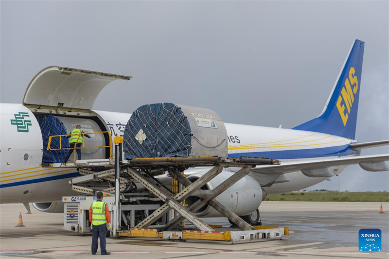 Chongqing : des drones cargo et des avions spéciaux utilisés pour le transport de prunes dans l'ensemble de la Chine