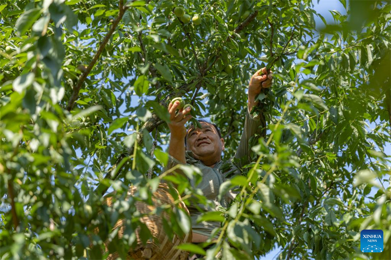 Chongqing : des drones cargo et des avions spéciaux utilisés pour le transport de prunes dans l'ensemble de la Chine