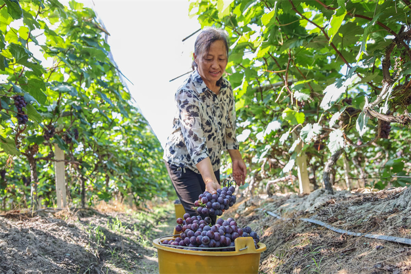 Hunan : les raisins de Lanshan rivalisent de fraîcheur et arrivent sur le marché