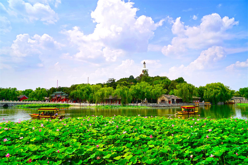 Beijing : la beauté des lotus du Parc Beihai en fleur en été