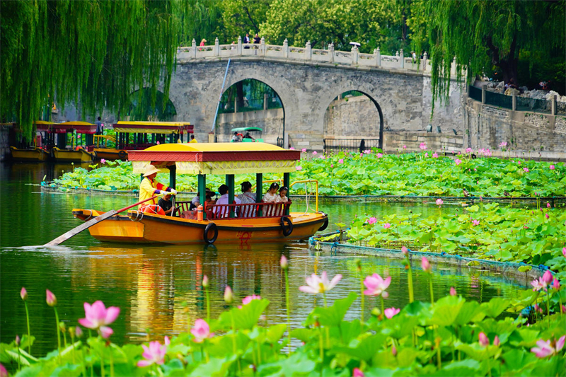 Beijing : la beauté des lotus du Parc Beihai en fleur en été