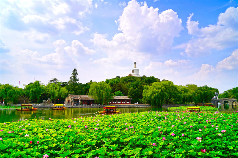 Beijing : la beauté des lotus du Parc Beihai en fleur en été