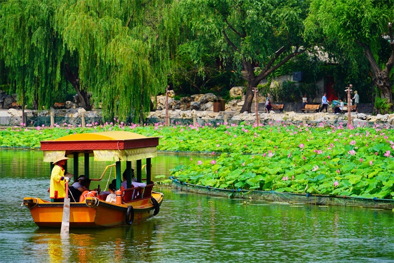 Beijing : la beauté des lotus du Parc Beihai en fleur en été