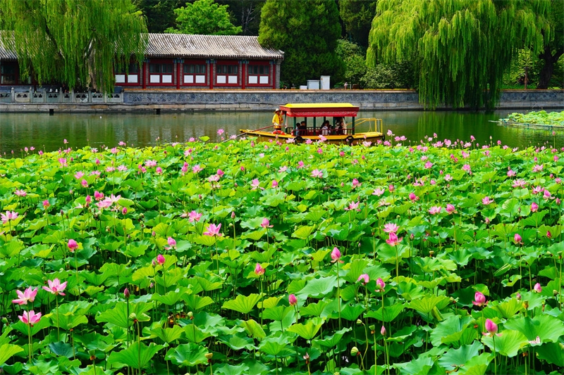 Beijing : la beauté des lotus du Parc Beihai en fleur en été