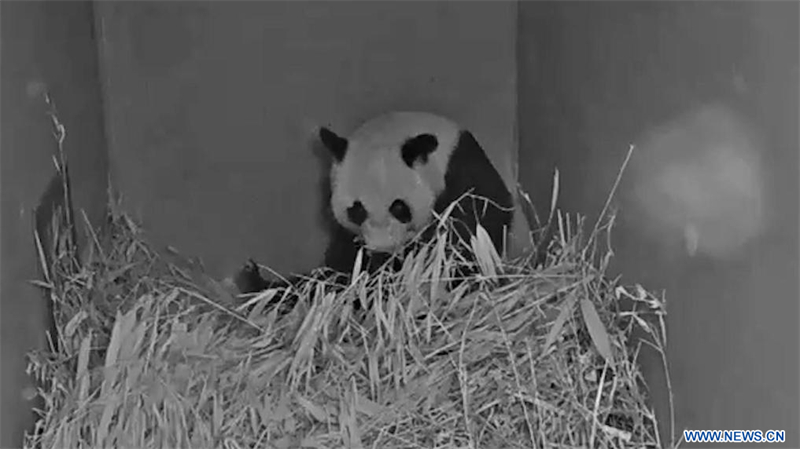 (Zoo de Ouwehands/Xinhua)