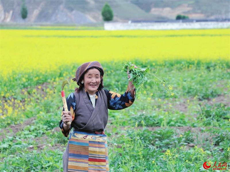 Xizang : des milliers d'hectares de fleurs de colza s'épanouissent près de Lhassa