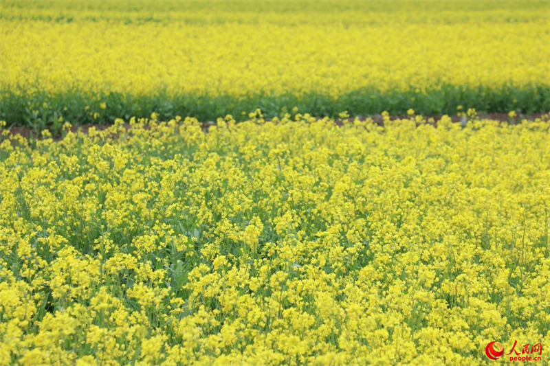 Xizang : des milliers d'hectares de fleurs de colza s'épanouissent près de Lhassa