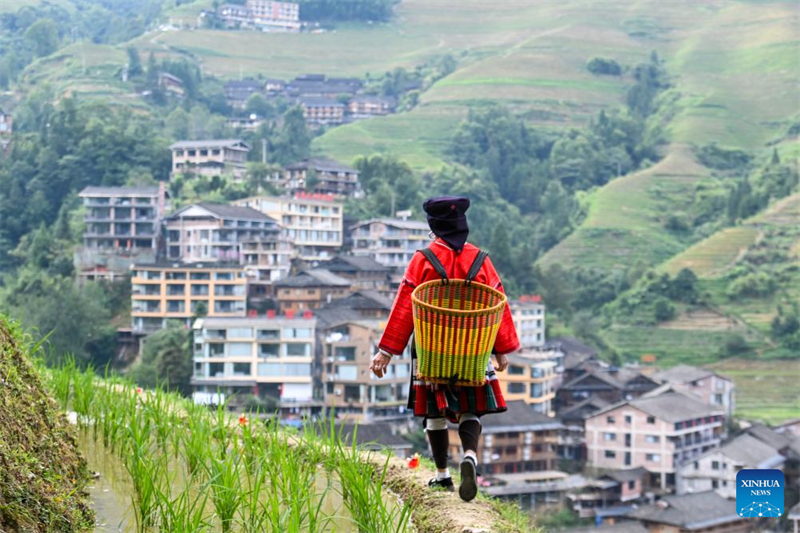 Guangxi : le service d'hébergement chez l'habitant se développe dans le village de Dazhai