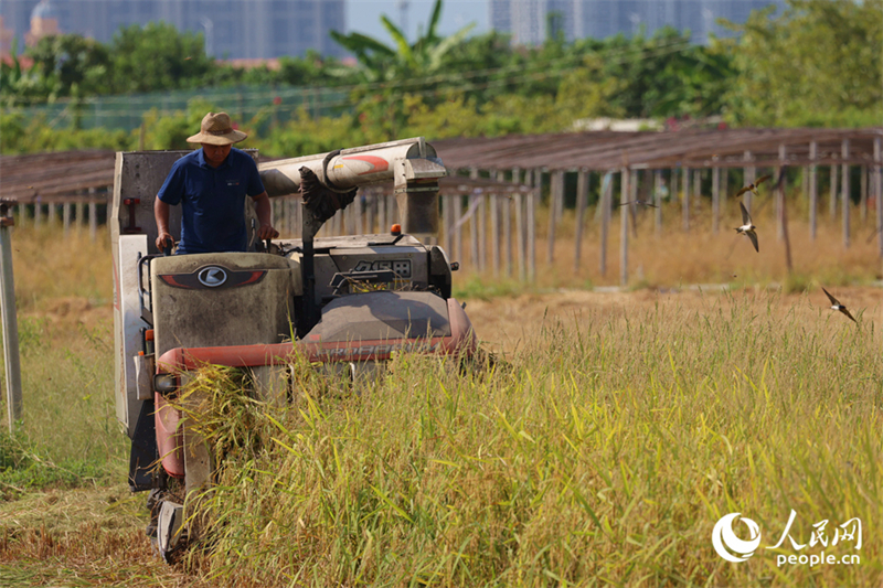 Fujian : à Tong'an, le riz précoce connaît une récolte exceptionnelle, les champs débordent d'activité
