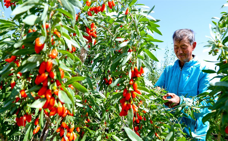 Gansu : une bonne récolte de goji bio à Zhangye