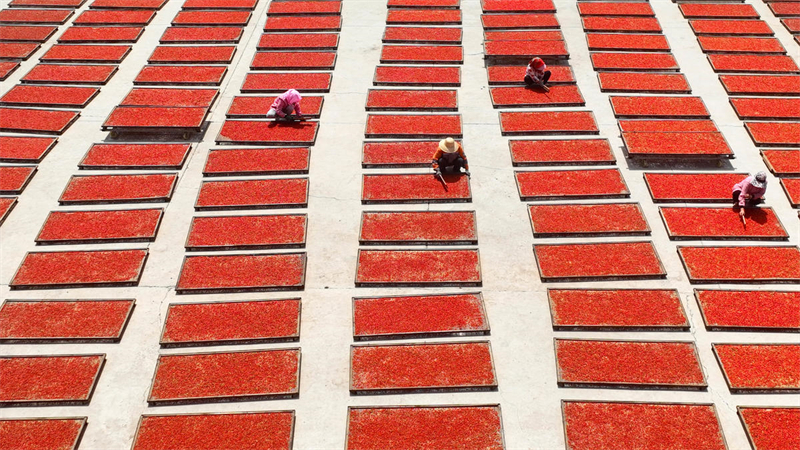 Gansu : une bonne récolte de goji bio à Zhangye