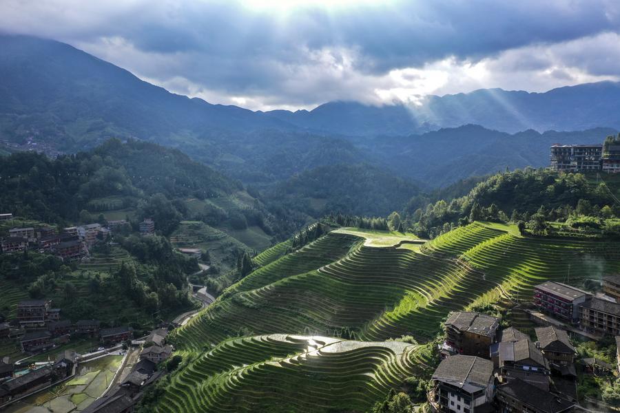 Photo aérienne prise par un drone le 11 juillet 2024 montrant des champs en terrasses dans le village de Dazhai du comté de Longsheng, dans la région autonome Zhuang du Guangxi (sud de la Chine).