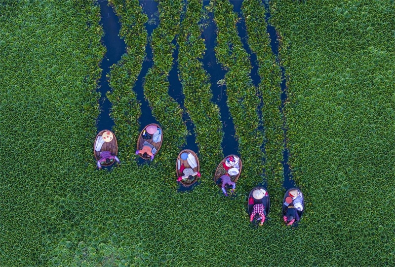 Jiangsu : une riche récolte de châtaignes d'eau à Taizhou