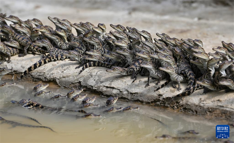 Hainan : à la découverte du « canton des crocodiles » de Dongfang